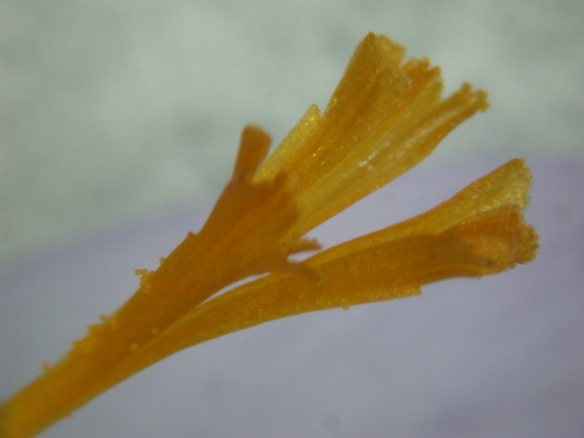Crocus neapolitanus / Zafferano napoletano